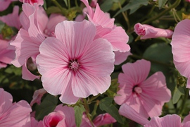 Lavatera roze