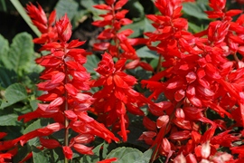 Salvia rood