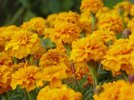 Tagetes lage geel