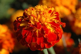 Tagetes lage oranje-bruin