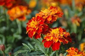 Tagetes lage oranje-bruin