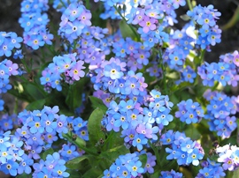 Myosotis (Ne m'oubliez pas)