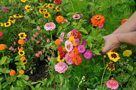 Zinnia à grande fleur de dahlia