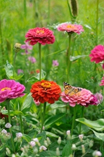 Zinnia à grande fleur de dahlia