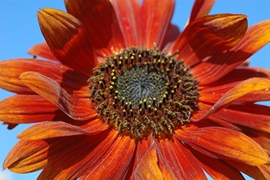 Zonnebloem Red Sun