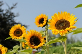 Zonnebloem Domino