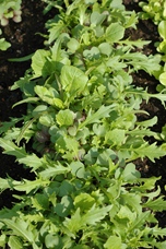 Snijgroenten Oriental greens mix