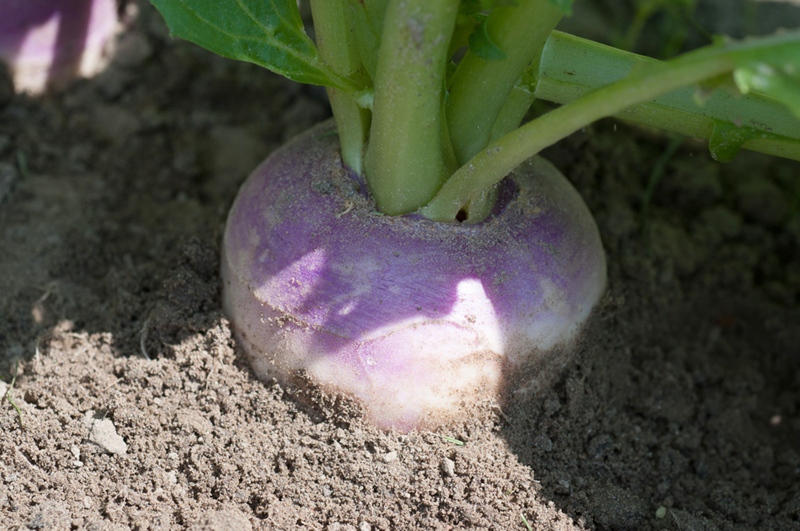 Graines De Navet Ronde Witte Roodkop 'Herbstrüben' - Sachet 5g (~2300 Graines) - Récolte Automne/hiver