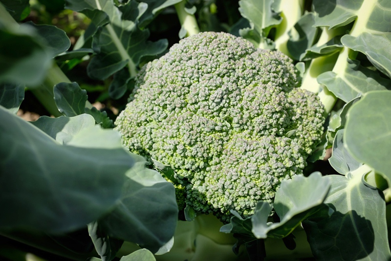 catalogus detail Broccoli Marathon F1 hybride